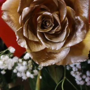 any occasion 26